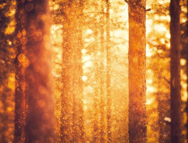 Sunlight Filtering Through Trees In A Forest
