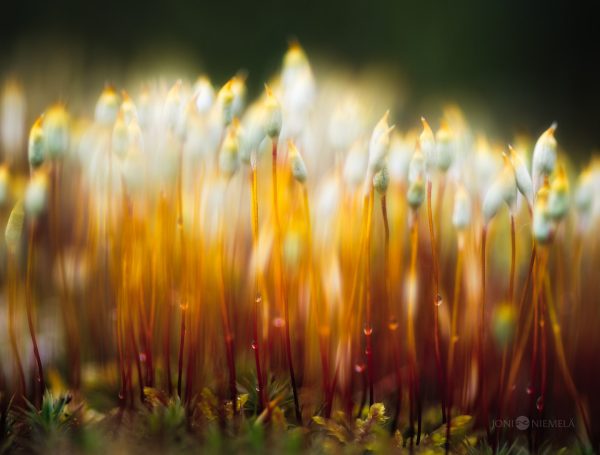 Sunlight Glistening On Dew-Covered Moss In Early Morning Forest