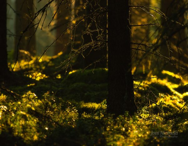 Sunlight Shining Through Trees In Forest