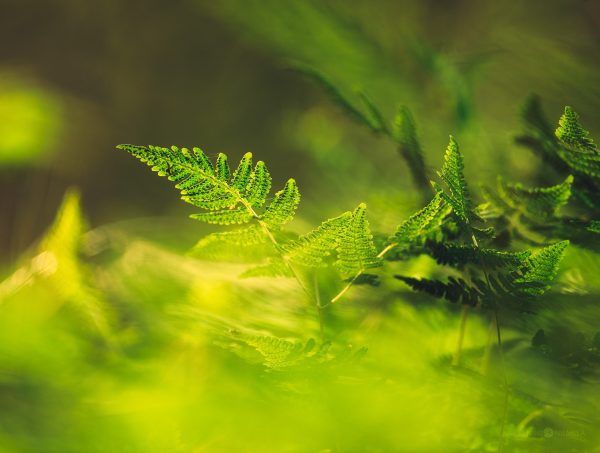 Sunlit Fern Leaves Glistening In A Verdant Forest Understory At Dawn