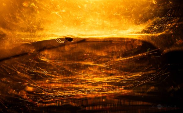 Sunset Colored Spider Web With A Small Spider