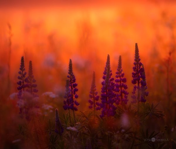 Sunset Glow Illuminates A Field Of Purple Lupine Flowers In Early Summer