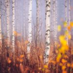 Towering Birch Trees In Dense Forest