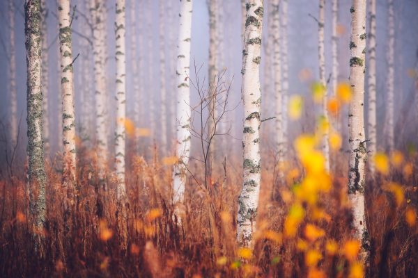 Towering Birch Trees In Dense Forest