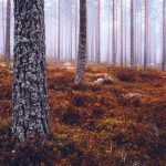 Towering Pine Trees In A Dense Forest