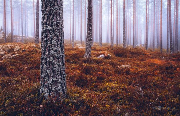 Towering Pine Trees In A Dense Forest