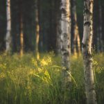 Towering Trees In A Dense Forest