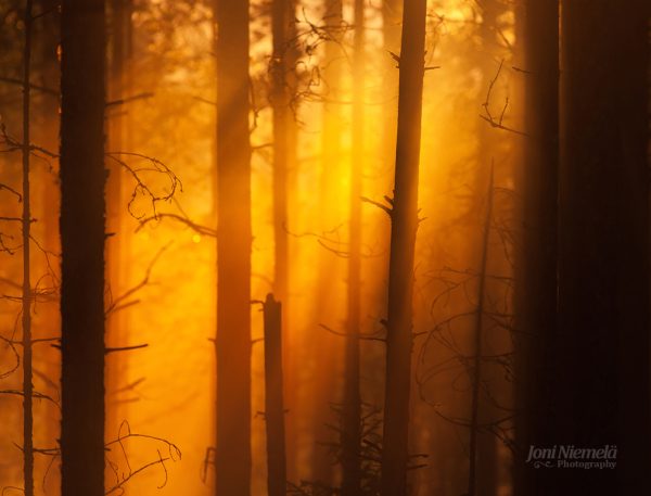 Towering Trees In Dense Forest