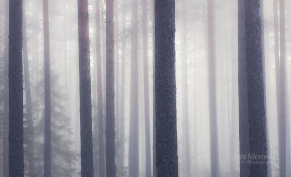 Towering Trees In Lush Forest