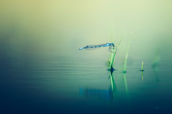 Tranquil Morning Scene With A Delicate Damselfly Resting On Water Plant