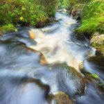Tranquil Stream Flowing Through Lush Green Forest