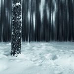 Tree Covered In Snow