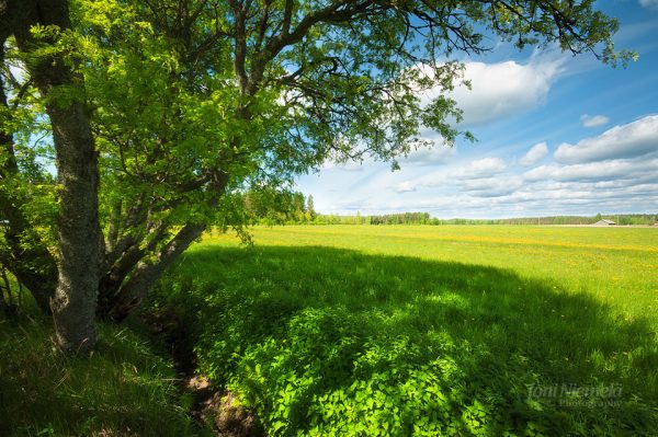 Tree Standing Tall In Vast Field