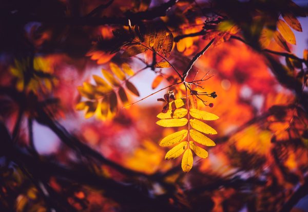 Tree With Yellow Leaves In The Fall