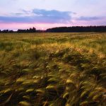 Twilight Over A Golden Wheat Field With A Serene Sky Backdrop