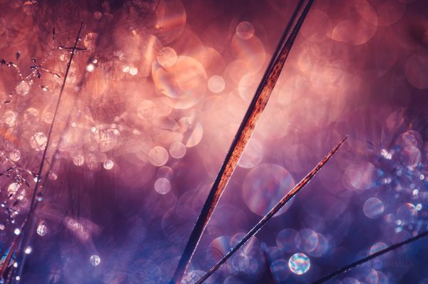 Twilight Sparkle In Nature: Dew-Kissed Grass And Ethereal Light