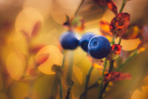 Two Blue Berries On A Plant