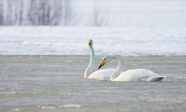 Two Elegant Swans Gracing The Partially Frozen Lake In Winter Solitude
