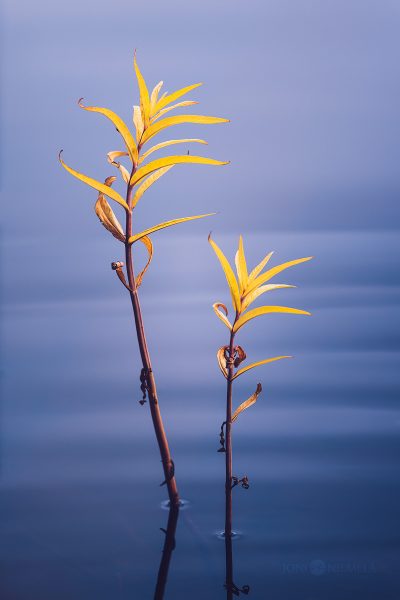 Two Plants Growing In Water