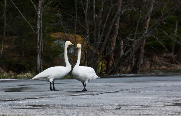 Two White Swans Standing Together
