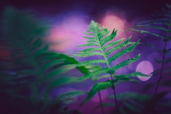 Verdant Fern Leaf Against A Softly Blurred Purple Background In Twilight