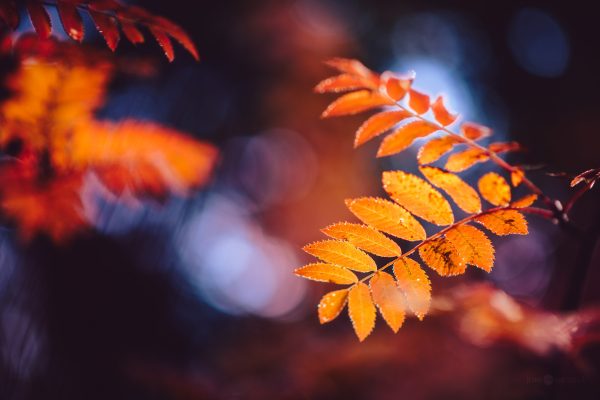 Vibrant Autumn Leaves Against A Soft-Focus Background In Twilight Light