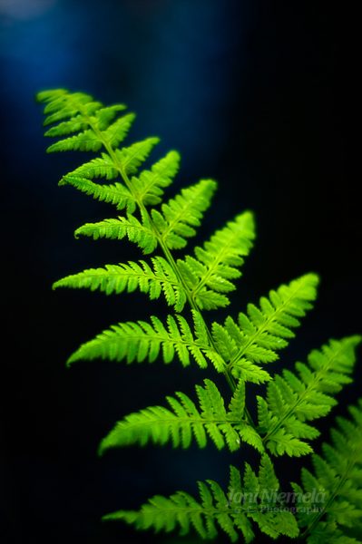 Vibrant Green Fern Leaf Illuminated Against A Dark Blue Backdrop