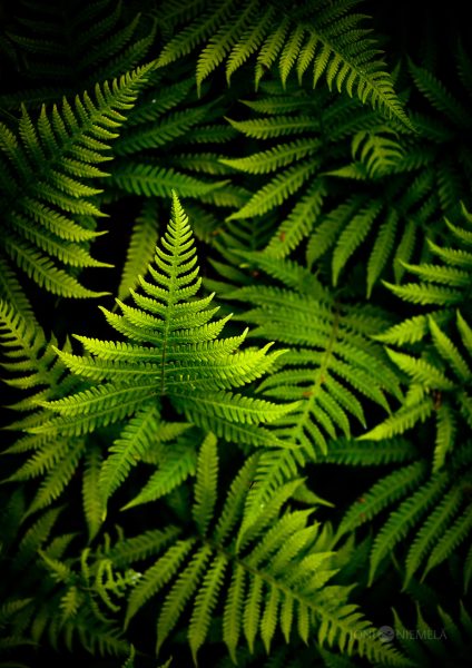 Vibrant Green Ferns Flourishing In A Lush Forest Underbrush