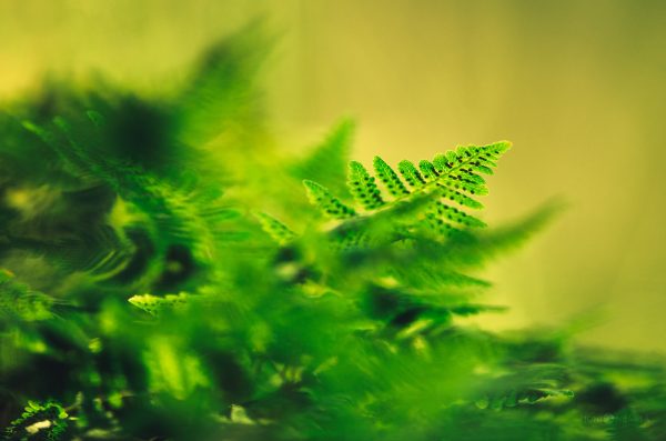Vibrant Green Ferns Unfurling Fronds In Early Spring Nature Scene