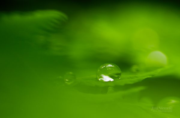 Water Droplet On Green Surface