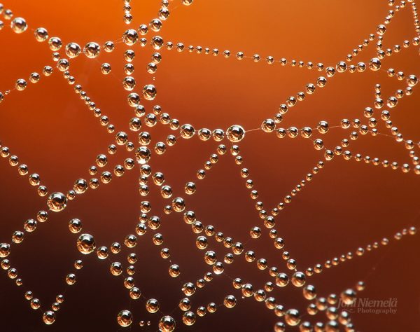 Water Droplets Adorning Spider Web