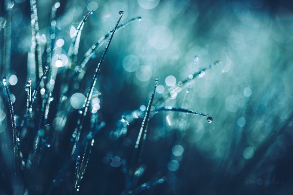 Water Droplets Glistening On Plant Leaves