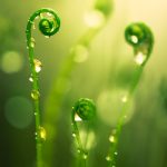 Water Droplets Glistening On Rising Fern Leaves