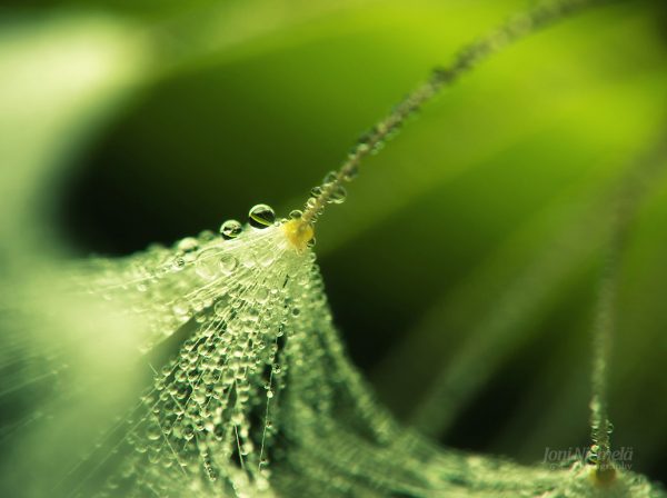 Water Droplets On Dandelion Seeds Close Up