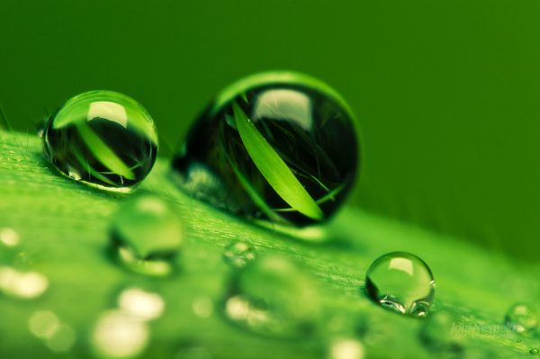Water Droplets On Leaf