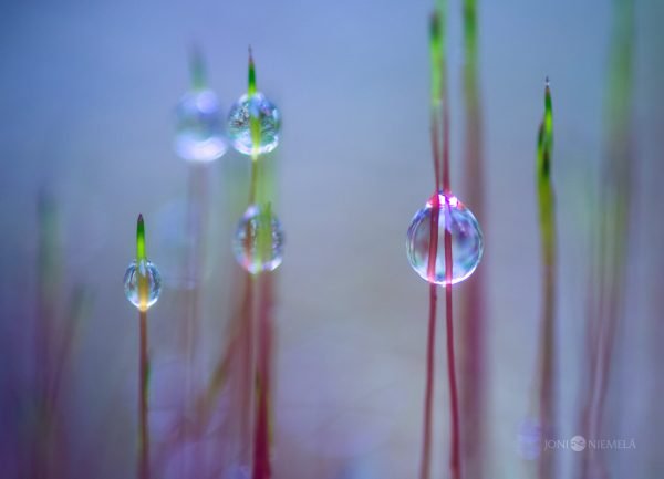 Water Droplets On Moss