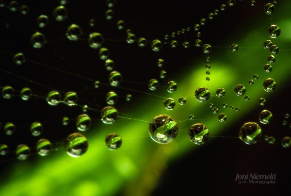 Water Droplets On Spider Web