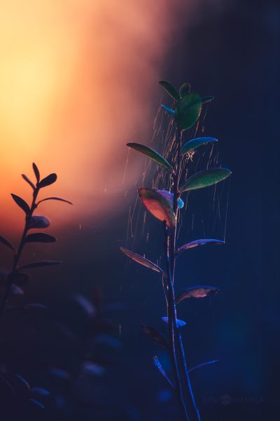 Webbed Forest Berry Leaves In Sunset Light