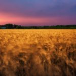 Wheat Field Under Cloudy Sky