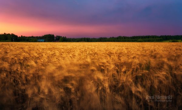Wheat Field Under Cloudy Sky