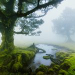 Whispers Of The Ancients: Fanal’s Misty Enclave