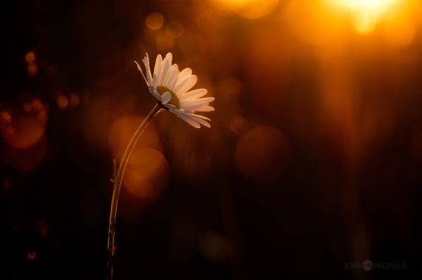 White Daisy Flower On Grass-Covered Field