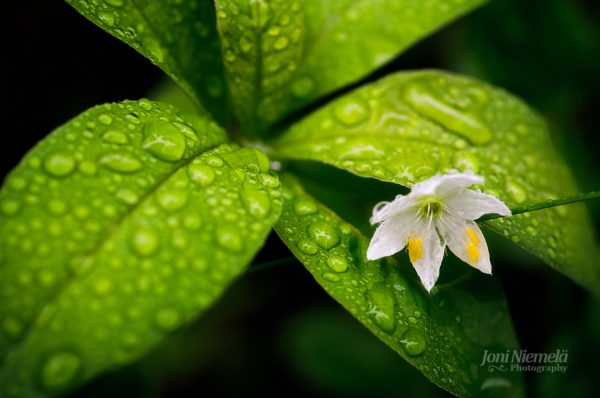 White Flower Resting On Green Leaf