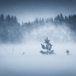 Windy And Snowy Field With One Small Tree