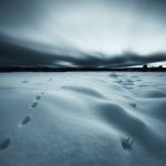 Winter Dusk Descends On A Snowy Field With Traces Of Fox