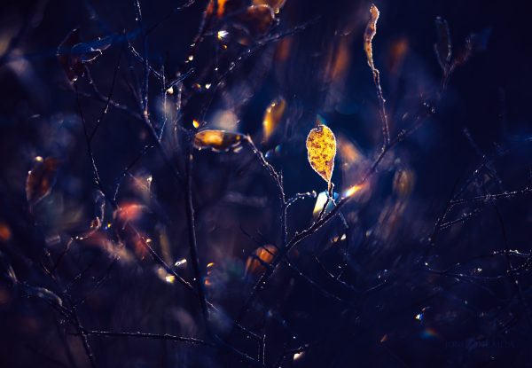 Yellow Leaf Resting On Tree Branch
