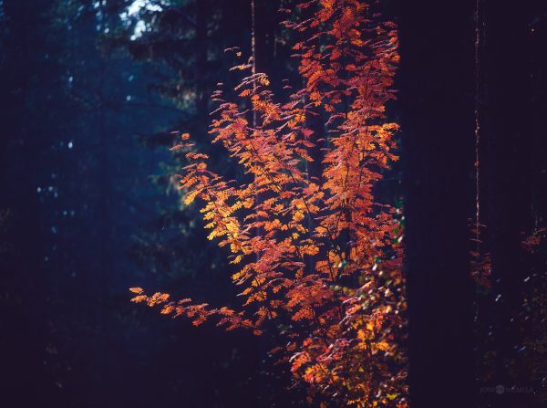 Yellow Leaves Tree In Forest