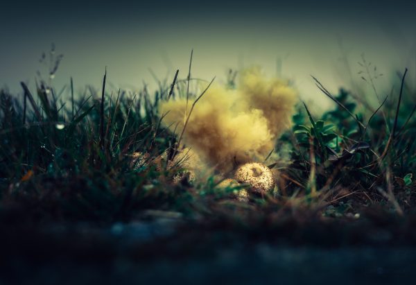 Yellow Substance Emerging From Puffball Fungus