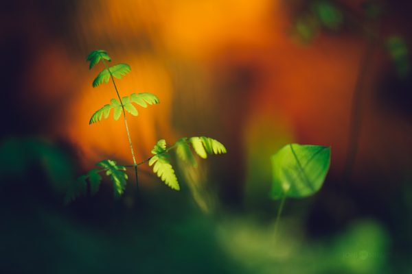 Young Ferns Bathed In Soft Golden Light During A Peaceful Sunset In The Forest